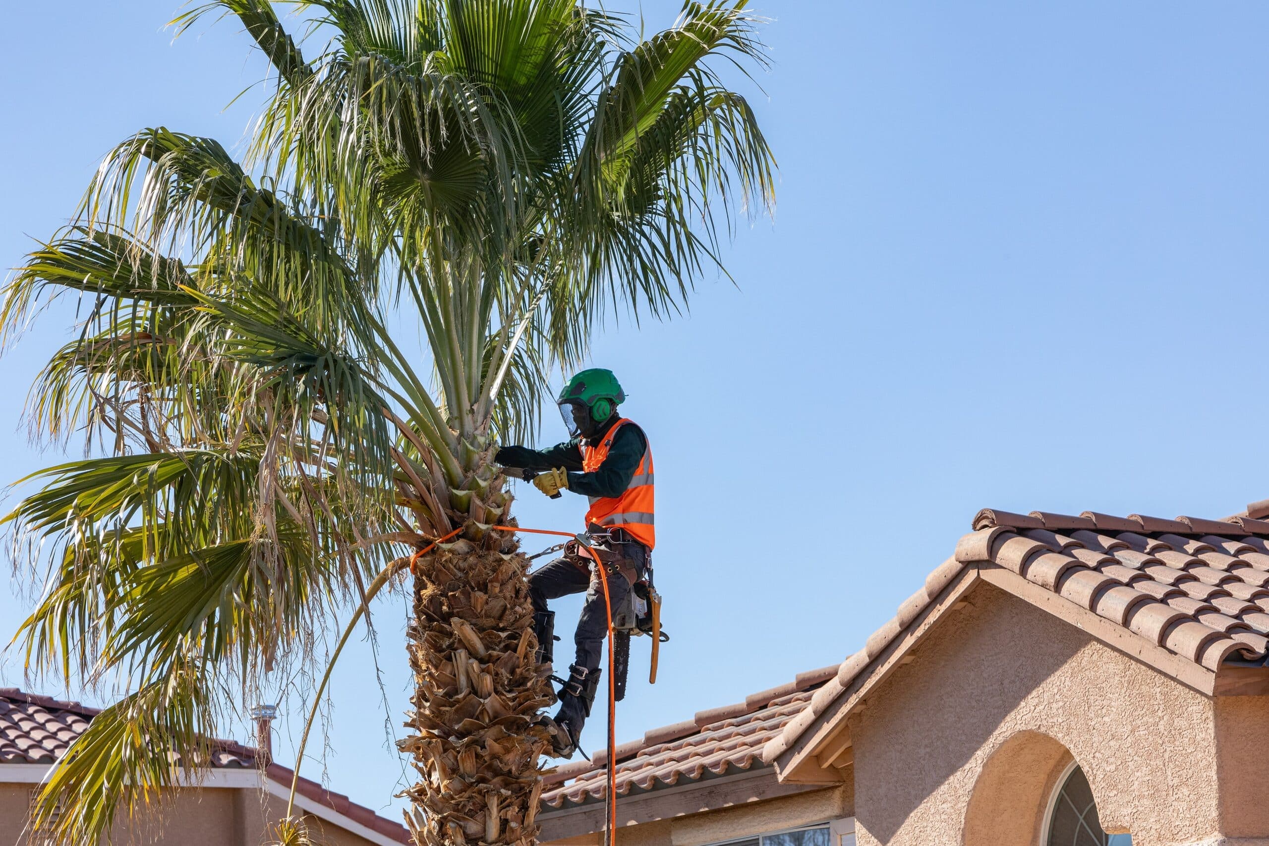 Professional Tree Maintenance